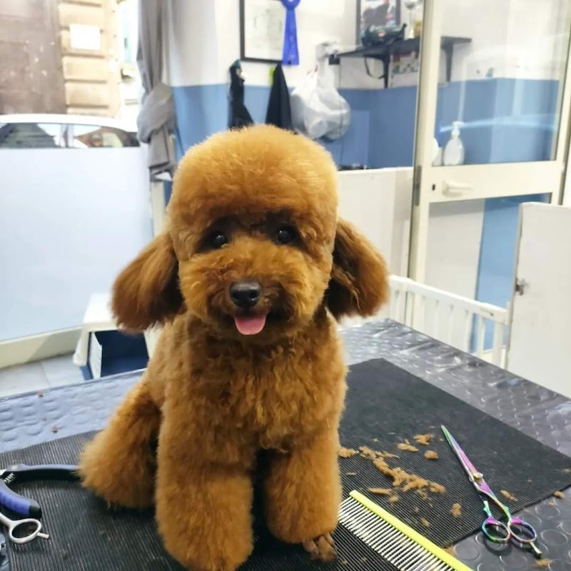 Toelettatura Catania di Giuseppe Benigno - Foto 6