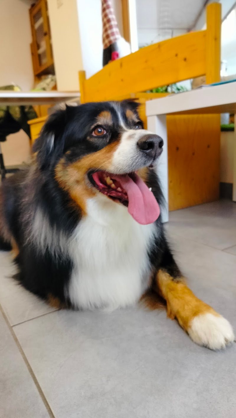 Toelettatura Cater ciate - Foto 1