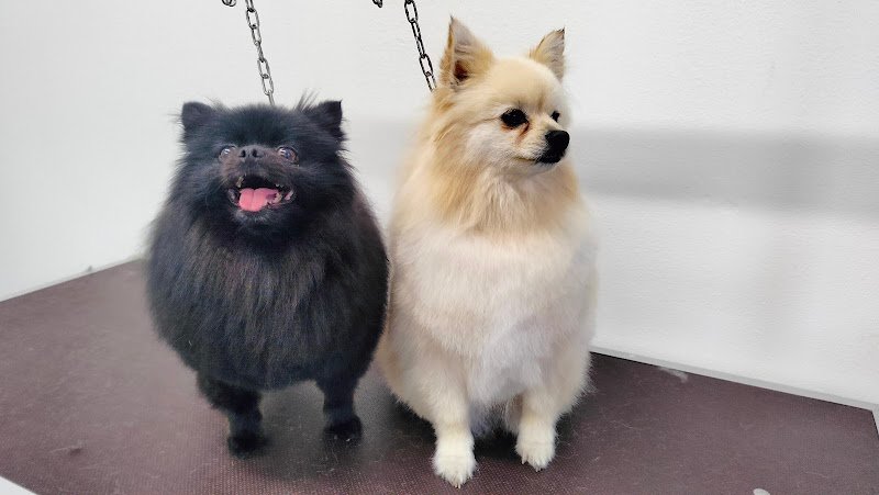 Toelettatura Cater ciate - Foto 3