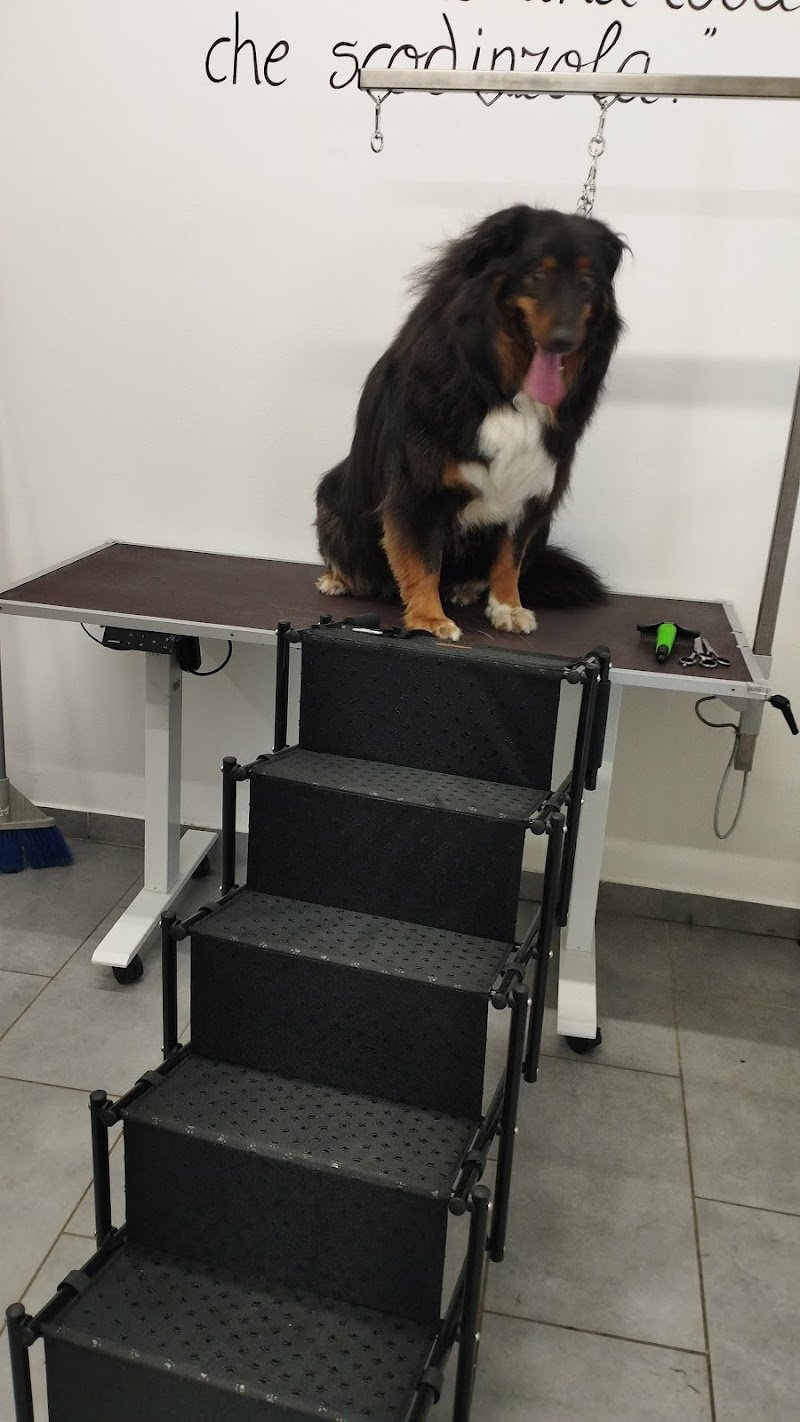 Toelettatura Cater ciate - Foto 6