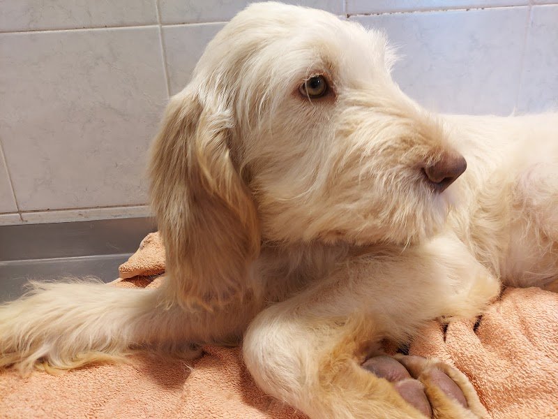 Toelettatura C'è Un Pelo di Troppo - Foto 1