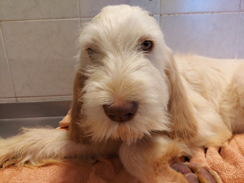 Toelettatura C'è Un Pelo di Troppo - Foto 2