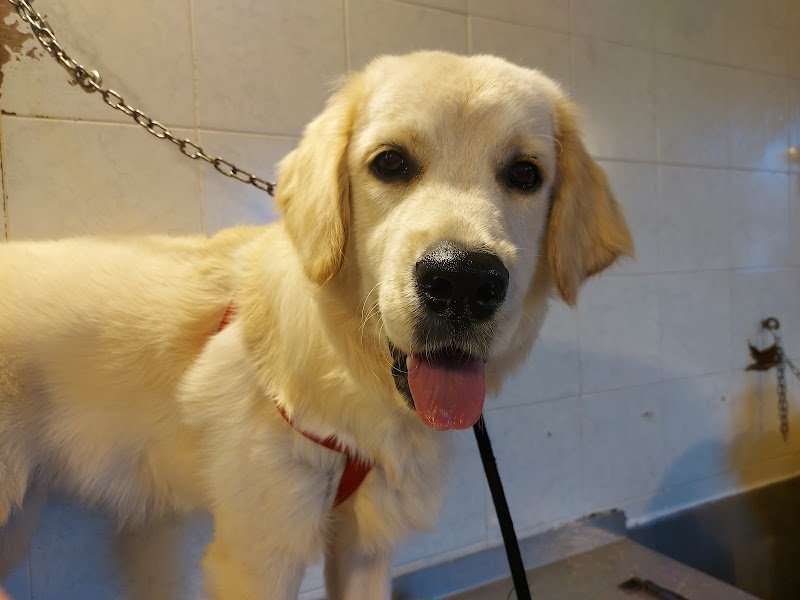 Toelettatura C'è Un Pelo di Troppo - Foto 4