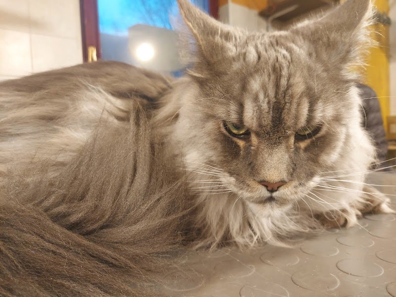 Toelettatura C'è Un Pelo di Troppo - Foto 5