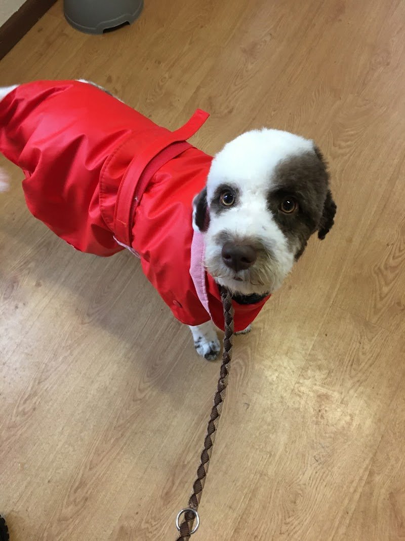 Toelettatura C'è Un Pelo di Troppo - Foto 6