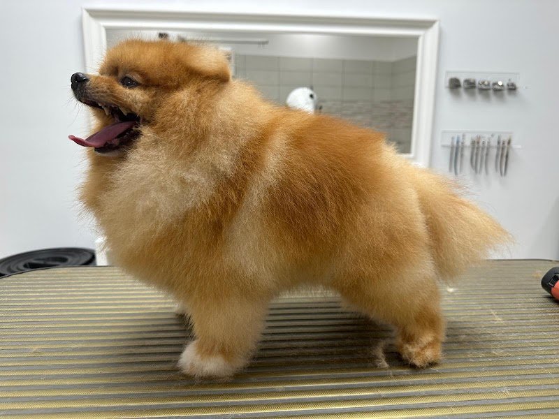 Toelettatura Centro Storico - Foto 1