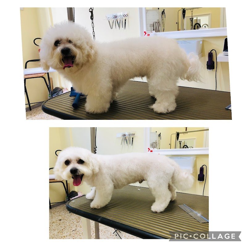 Toelettatura Centro Storico - Foto 2