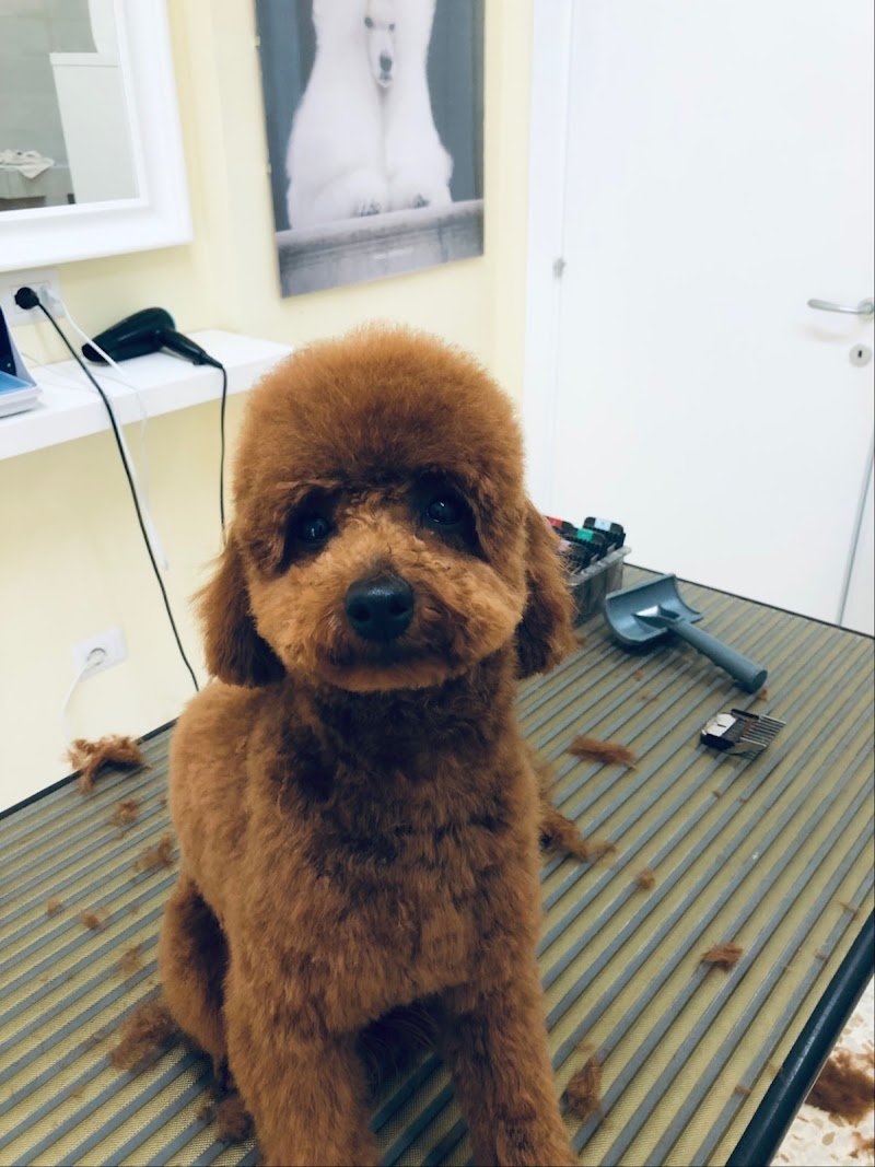 Toelettatura Centro Storico - Foto 3