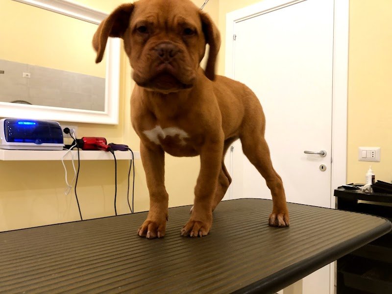 Toelettatura Centro Storico - Foto 5