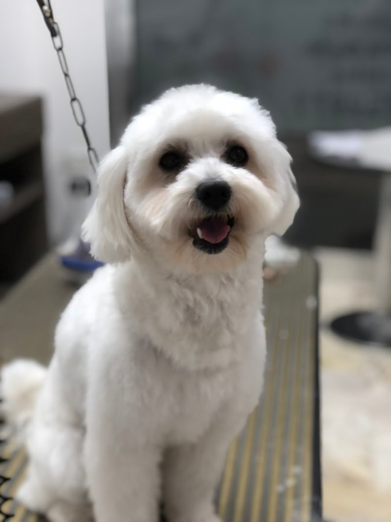 Toelettatura Centro Storico - Foto 6