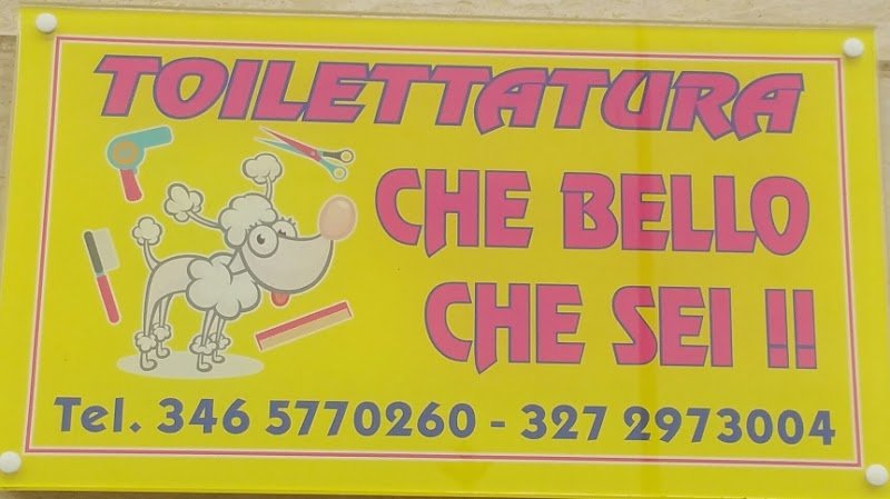 Toelettatura "Che bello che sei!!" - Toelettatura Animali Domestici Quartu - Foto 1