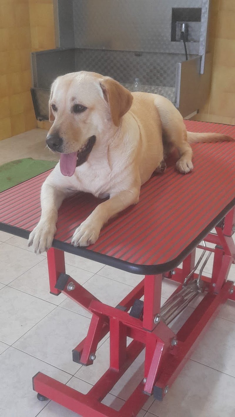 Toelettatura "Che bello che sei!!" - Toelettatura Animali Domestici Quartu - Foto 2