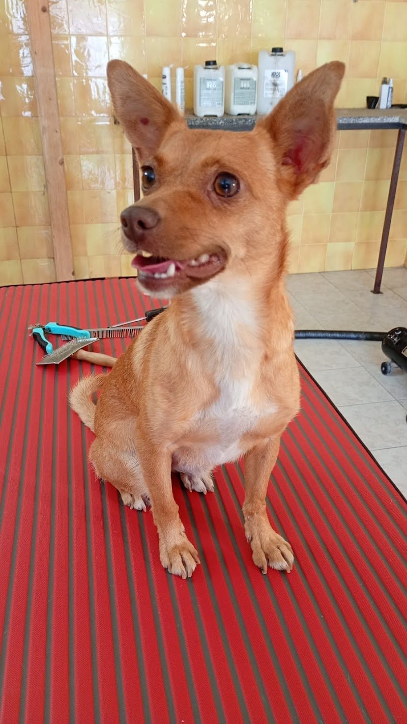 Toelettatura "Che bello che sei!!" - Toelettatura Animali Domestici Quartu - Foto 3