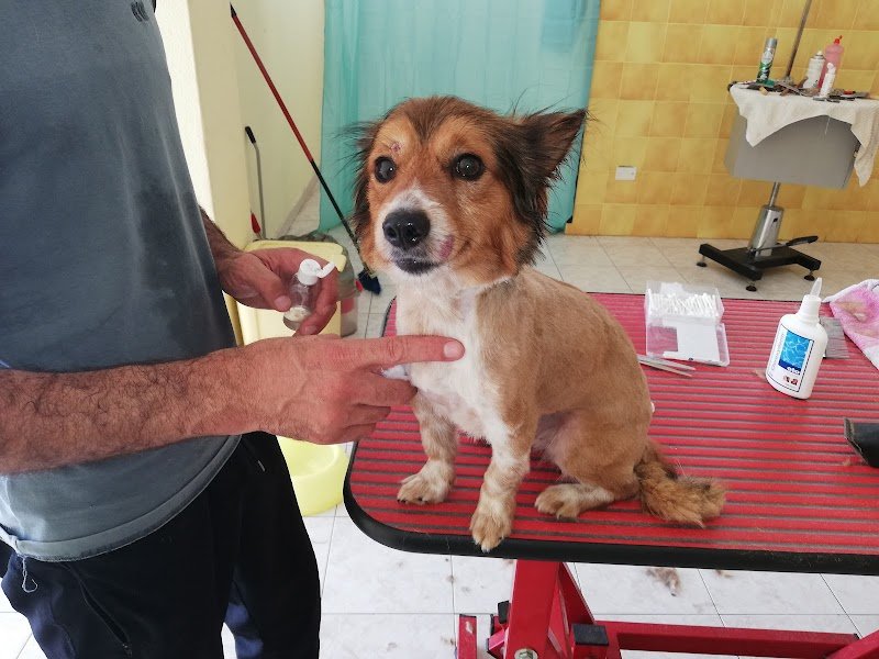 Toelettatura "Che bello che sei!!" - Toelettatura Animali Domestici Quartu - Foto 5