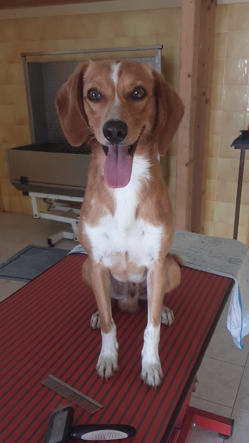 Toelettatura "Che bello che sei!!" - Toelettatura Animali Domestici Quartu - Foto 6