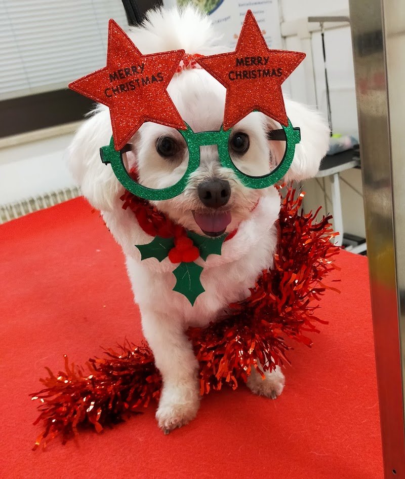 Toelettatura Chien de Luxe - Foto 1