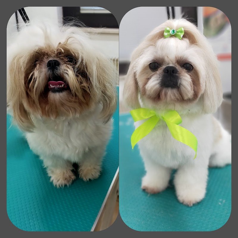 Toelettatura Chien de Luxe - Foto 2