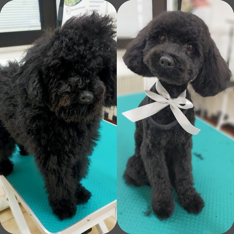 Toelettatura Chien de Luxe - Foto 3