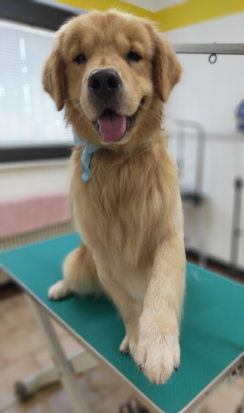 Toelettatura Chien de Luxe - Foto 4