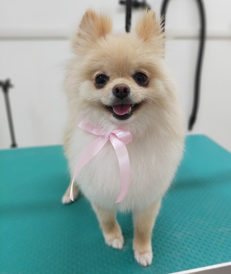 Toelettatura Chien de Luxe - Foto 5