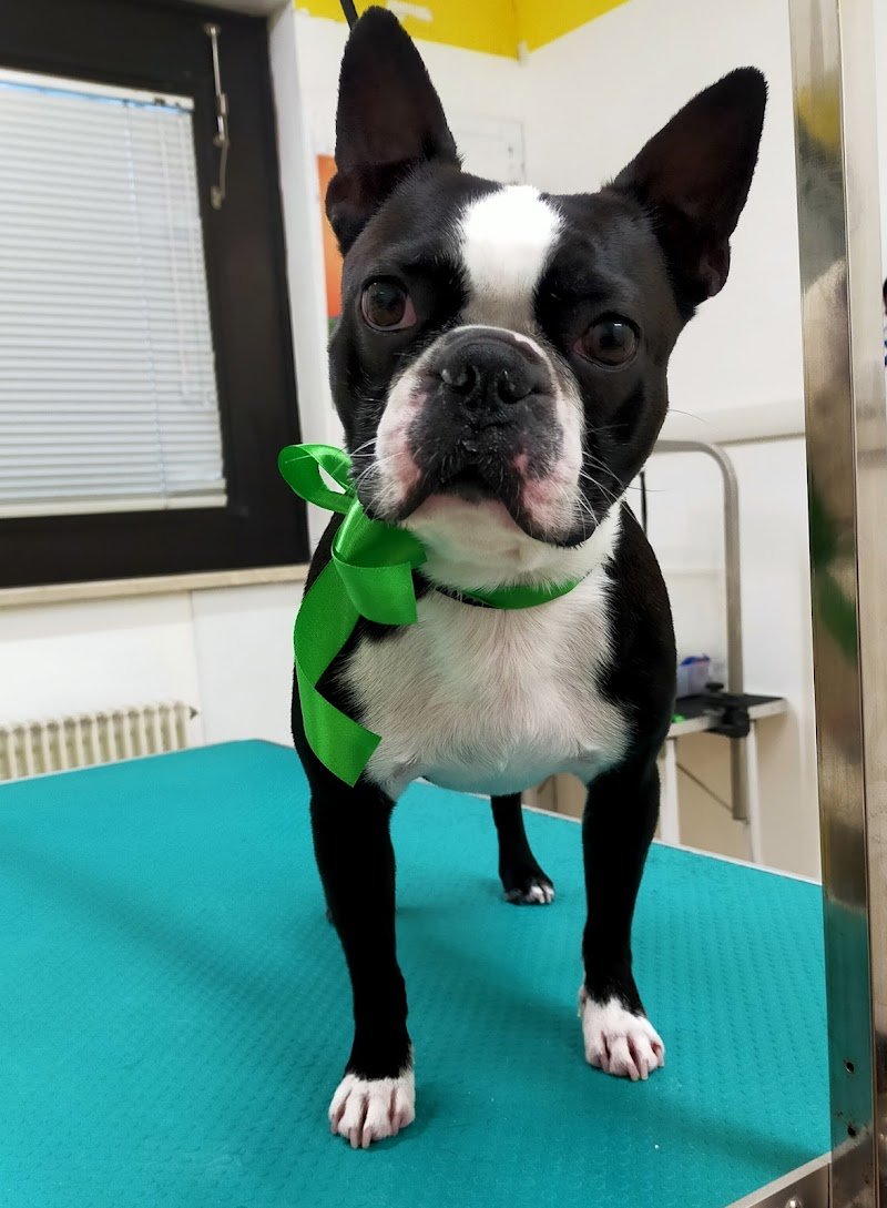 Toelettatura Chien de Luxe - Foto 6