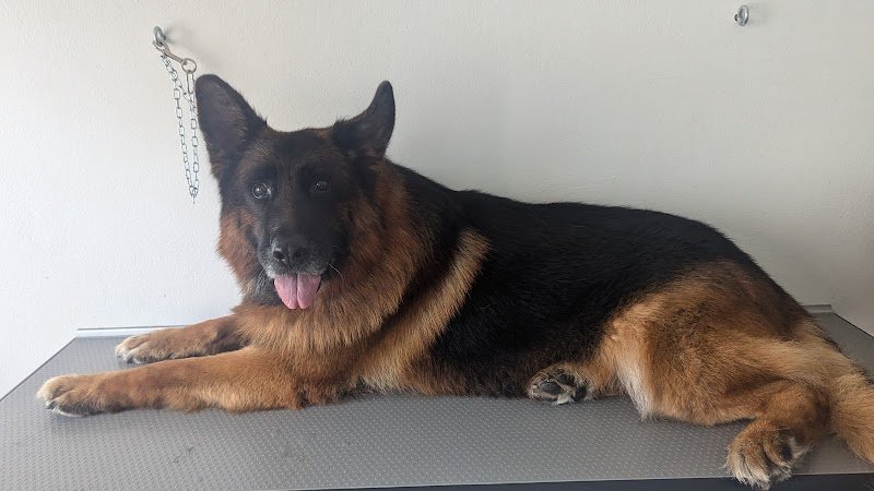 Toelettatura Cila•Bau - Foto 1