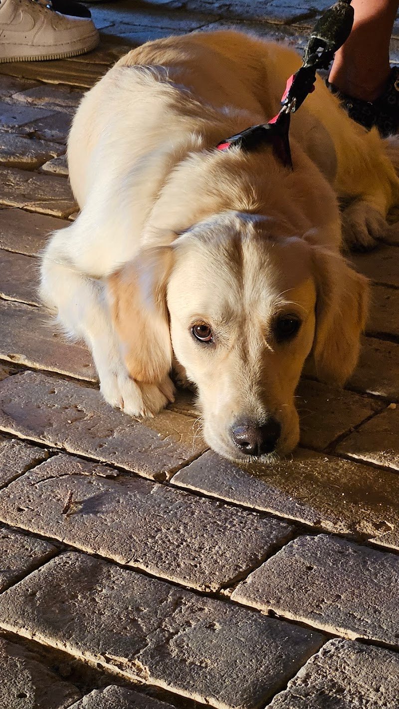 Toelettatura Cila•Bau - Foto 2