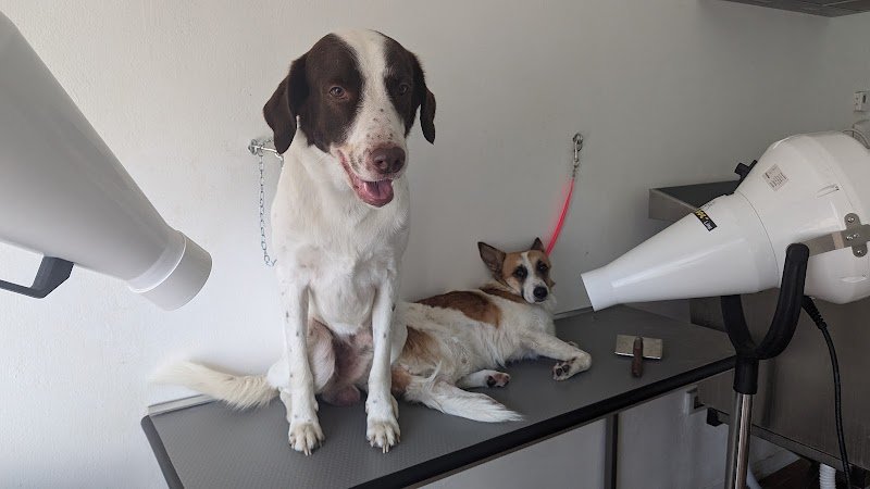 Toelettatura Cila•Bau - Foto 3