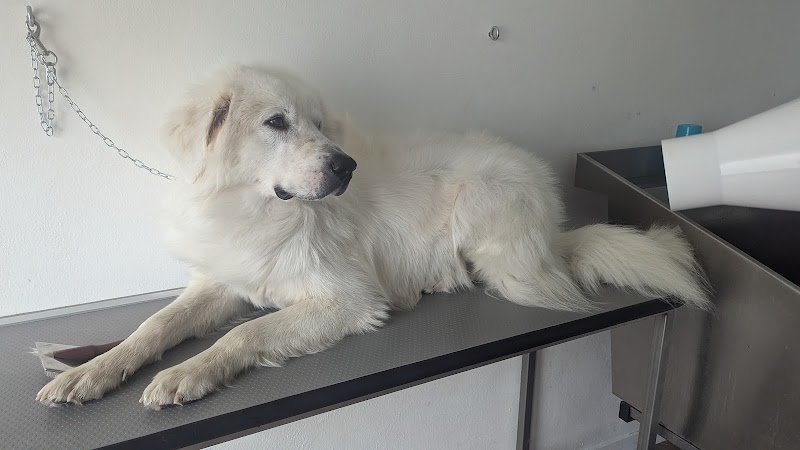 Toelettatura Cila•Bau - Foto 4