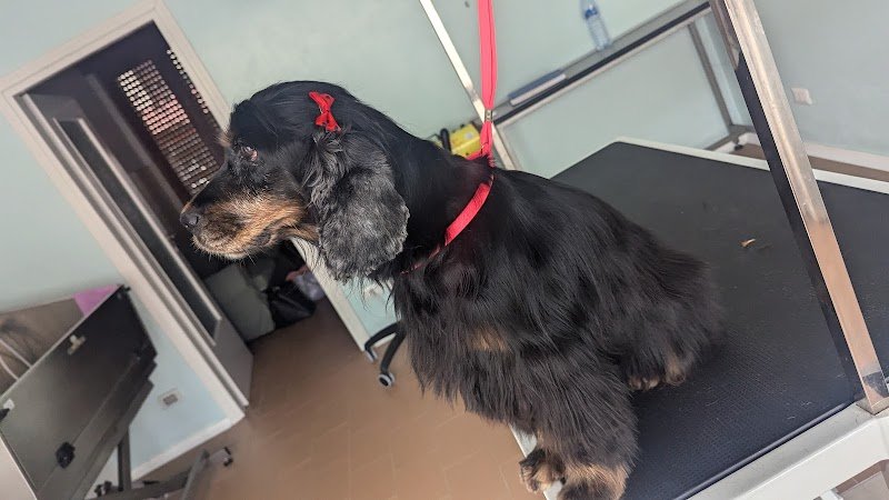 Toelettatura Cila•Bau - Foto 5