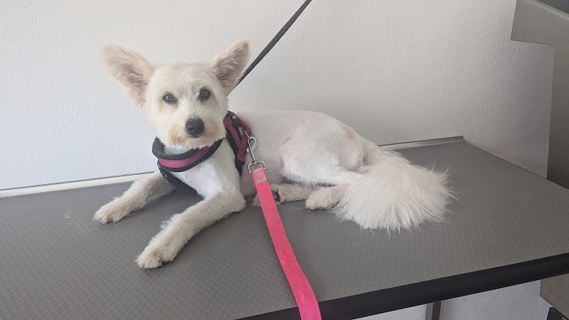 Toelettatura Cila•Bau - Foto 6