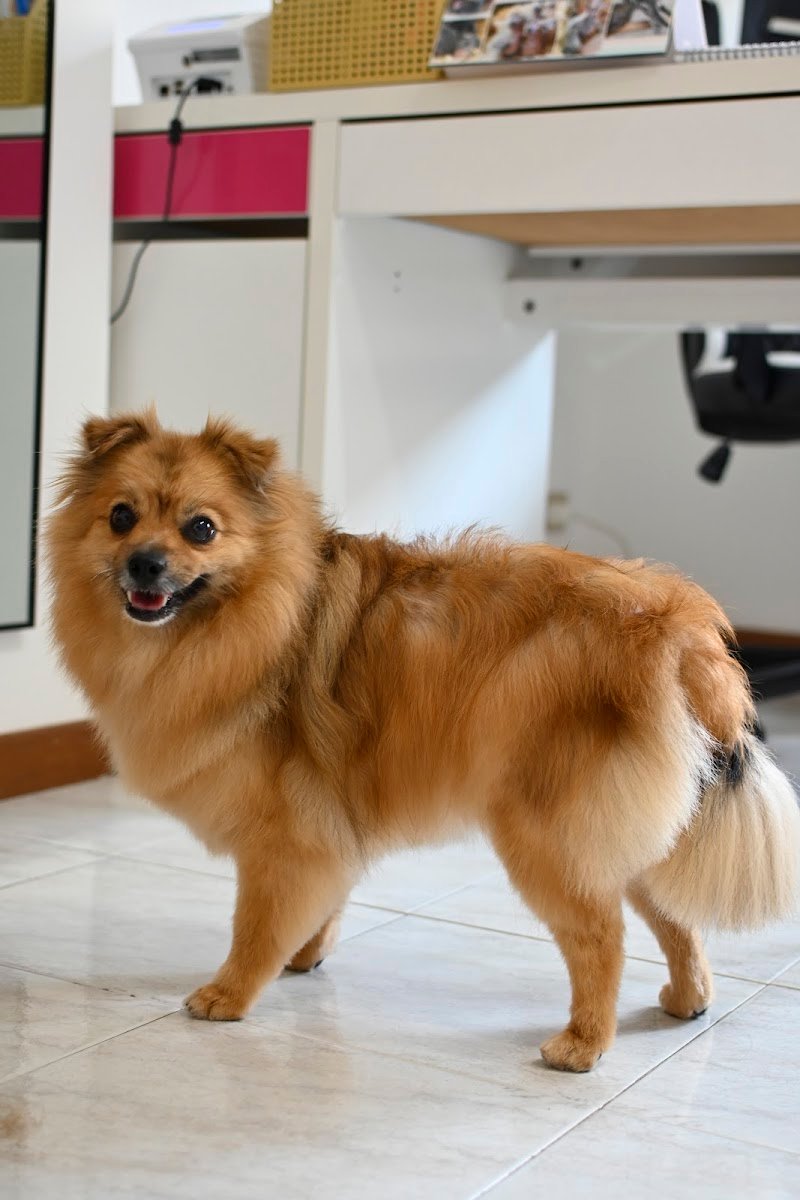 Toelettatura CITY PAWS di Shtefan Anastasiia - Foto 1