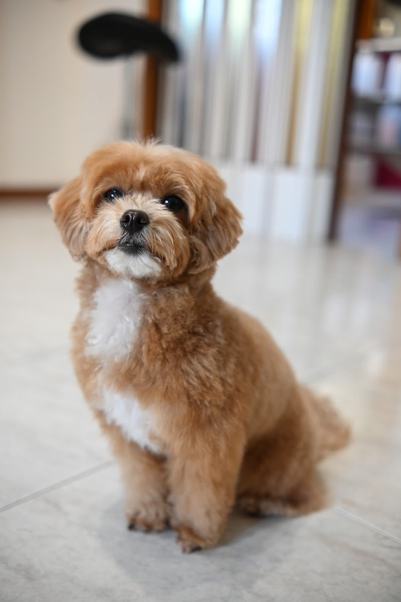 Toelettatura CITY PAWS di Shtefan Anastasiia - Foto 2