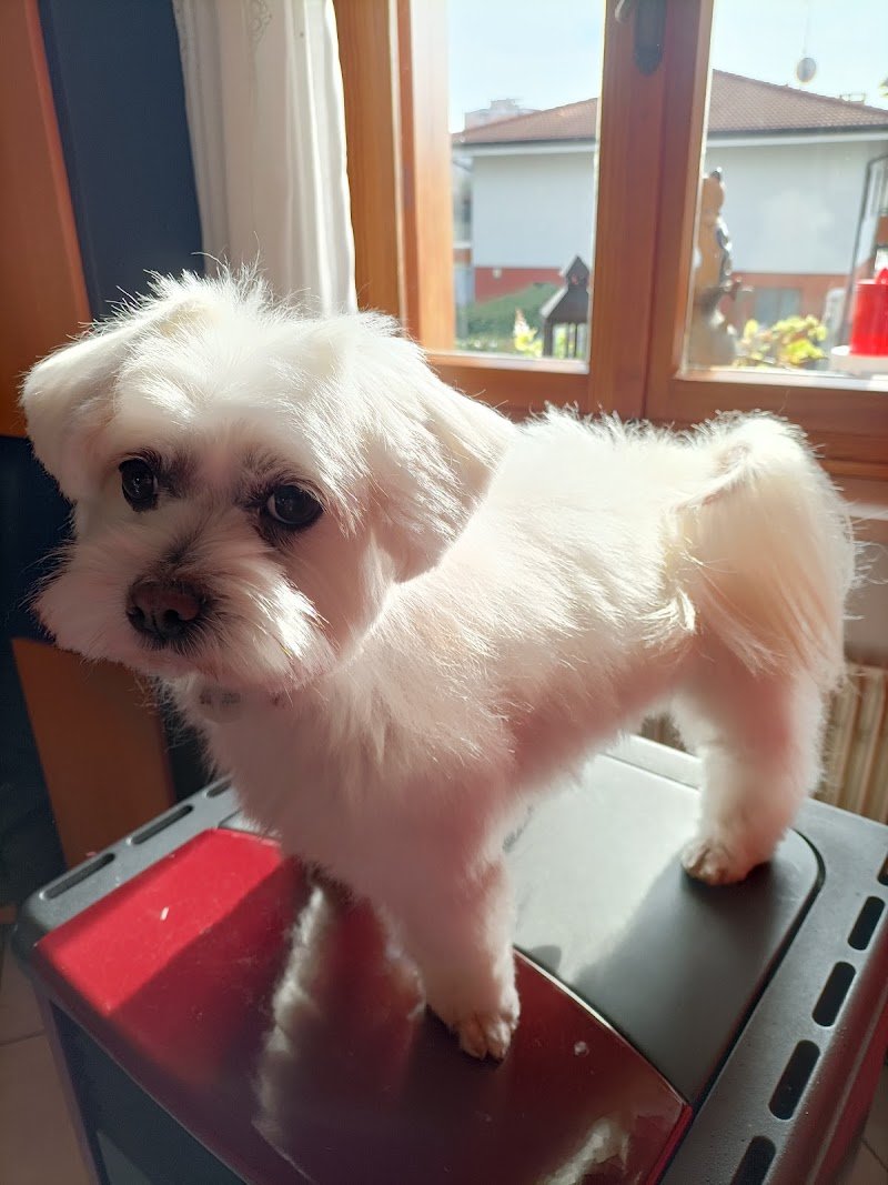 Toelettatura CITY PAWS di Shtefan Anastasiia - Foto 3