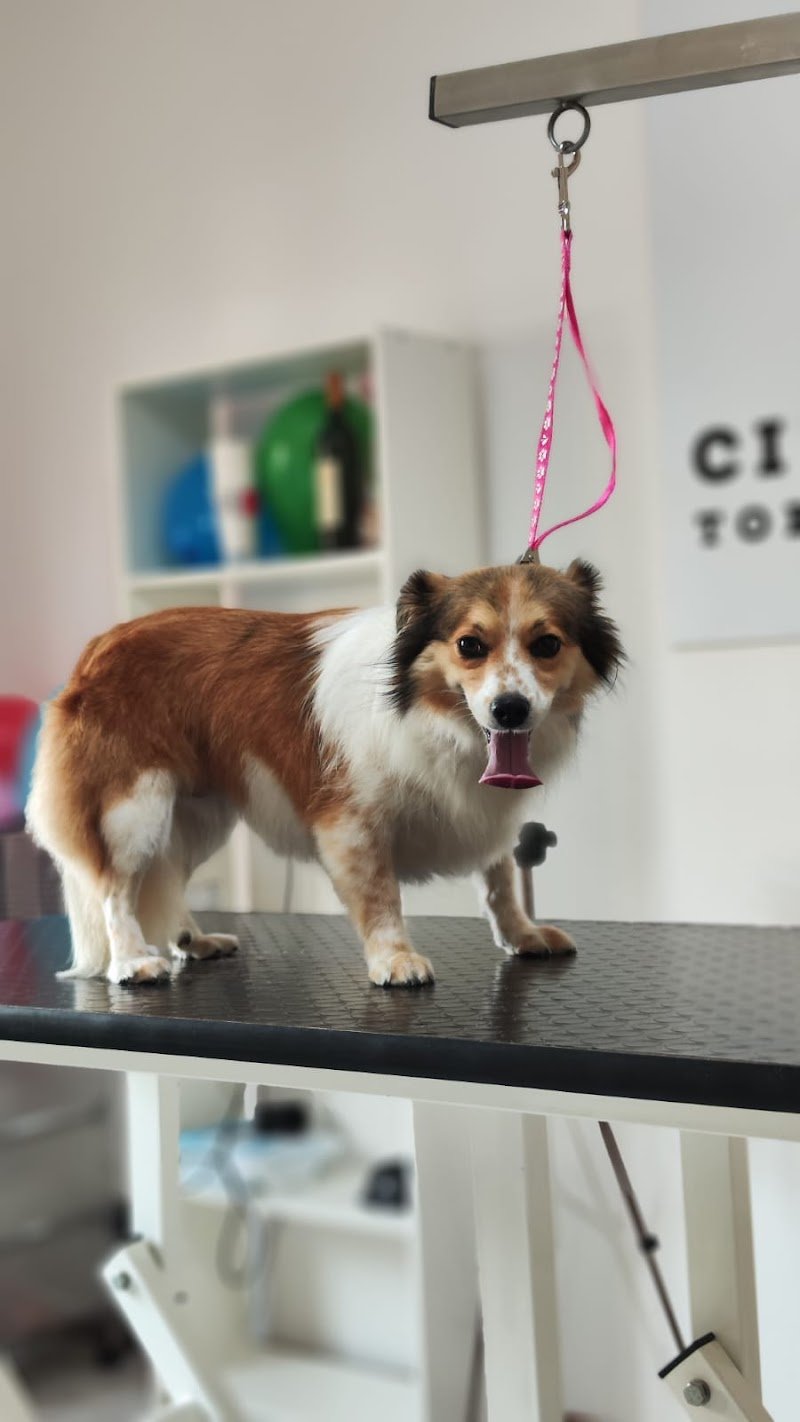 Toelettatura CITY PAWS di Shtefan Anastasiia - Foto 4