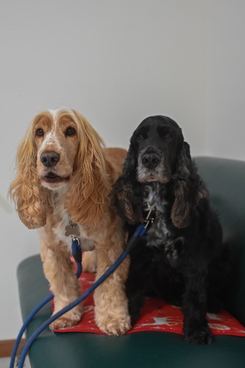 Toelettatura CITY PAWS di Shtefan Anastasiia - Foto 6