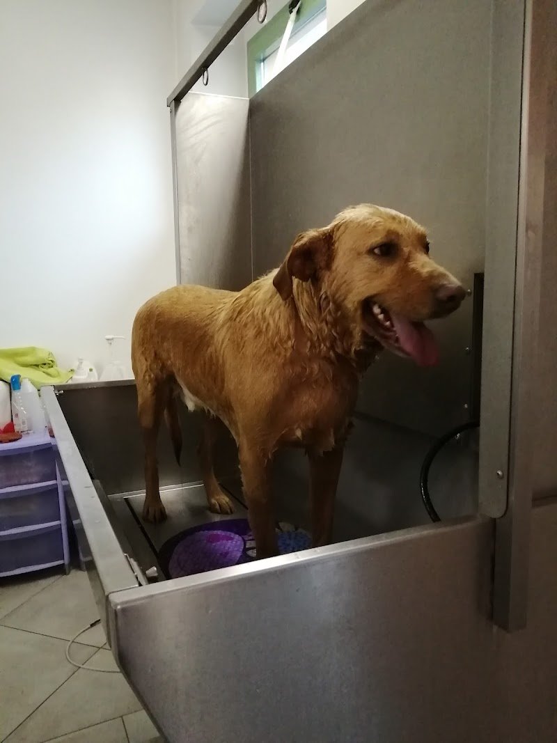 Toelettatura Coccole - Foto 1