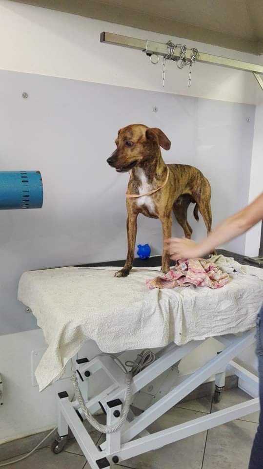 Toelettatura Coccole - Foto 2