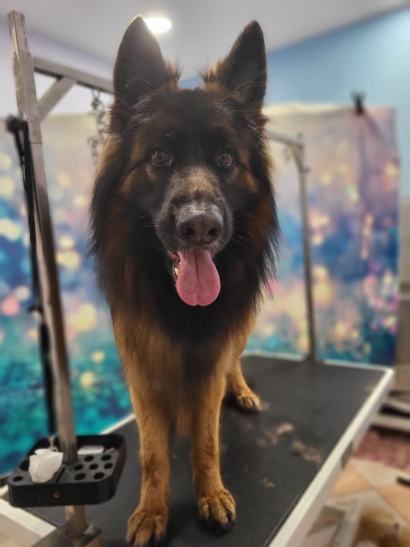 Toelettatura Coccole & Carezze di Monia - Foto 2