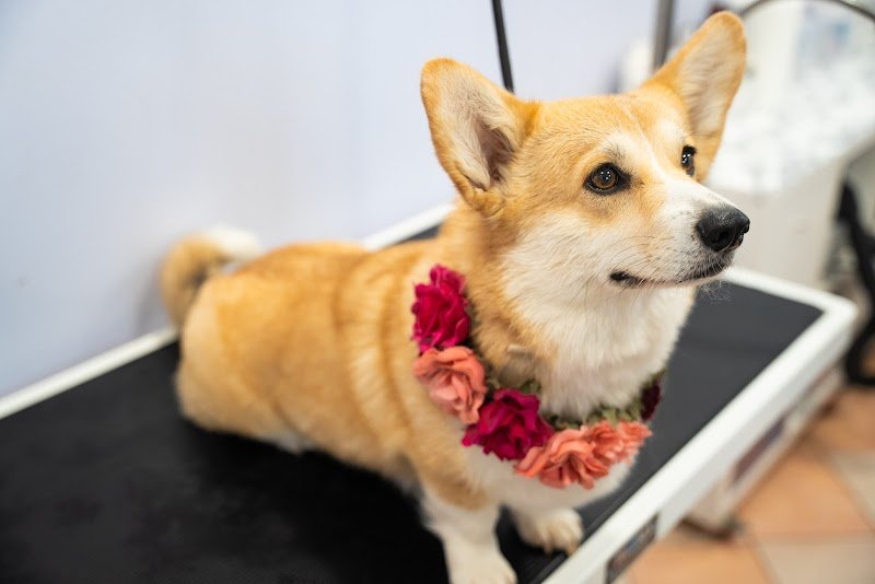 Toelettatura Coccole & Carezze di Monia - Foto 3