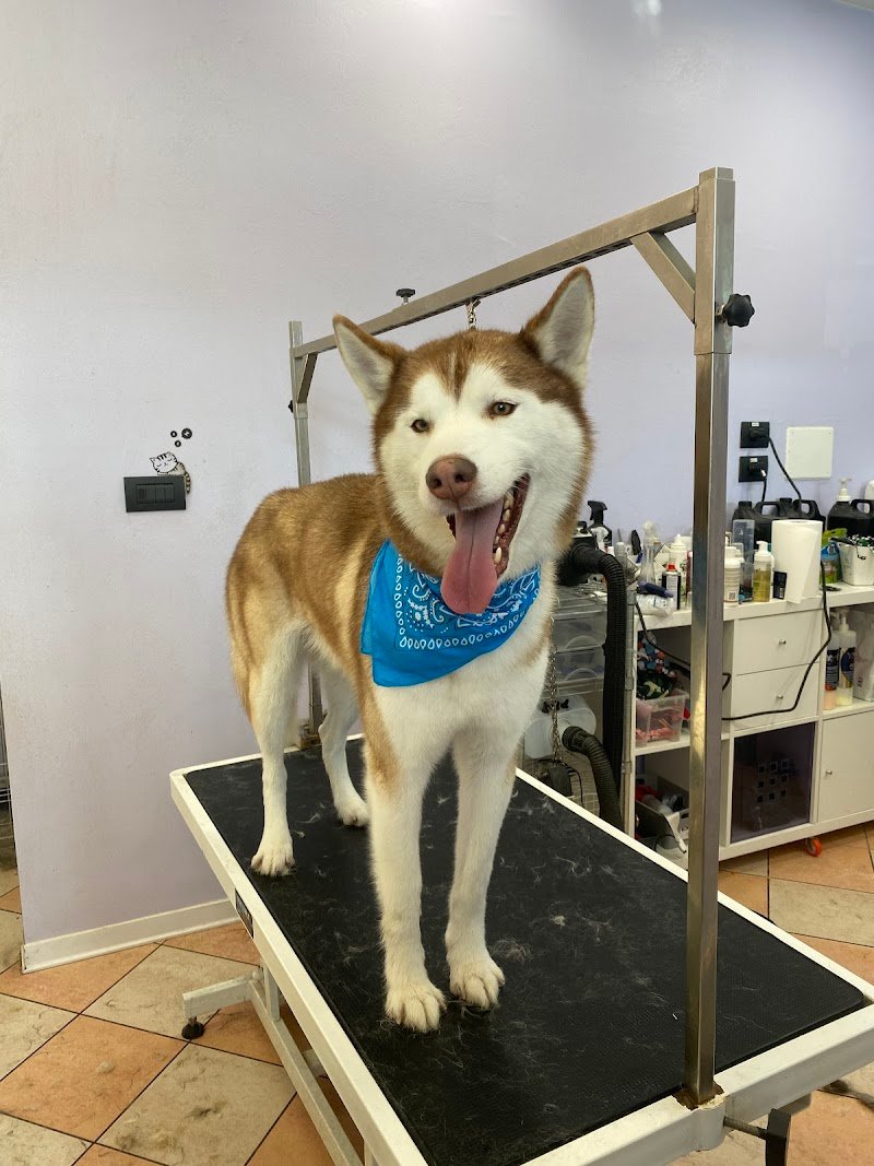 Toelettatura Coccole & Carezze di Monia - Foto 4