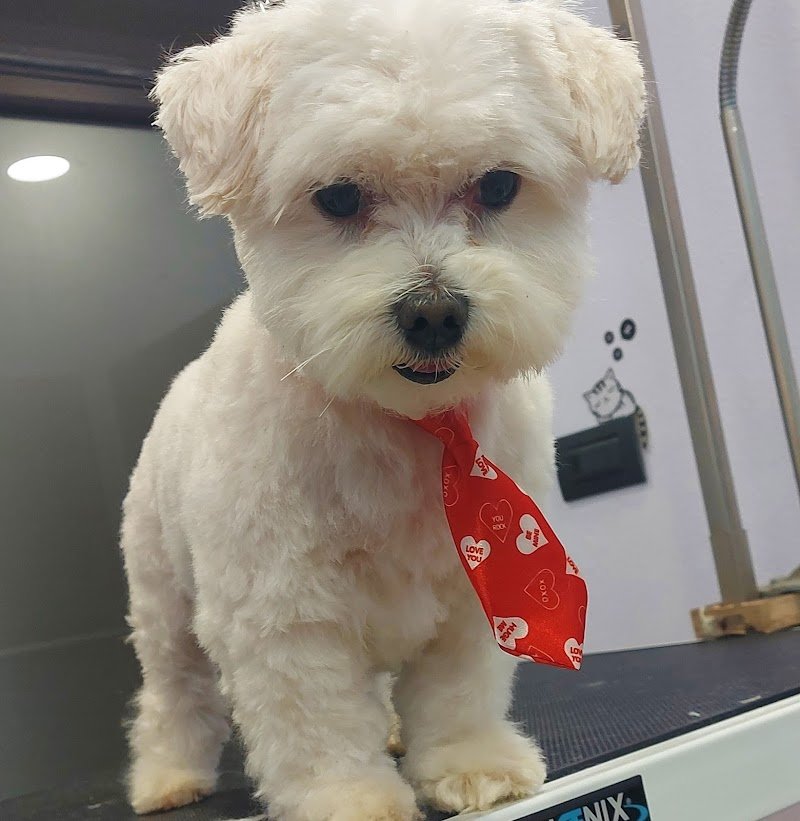 Toelettatura Coccole & Carezze di Monia - Foto 5