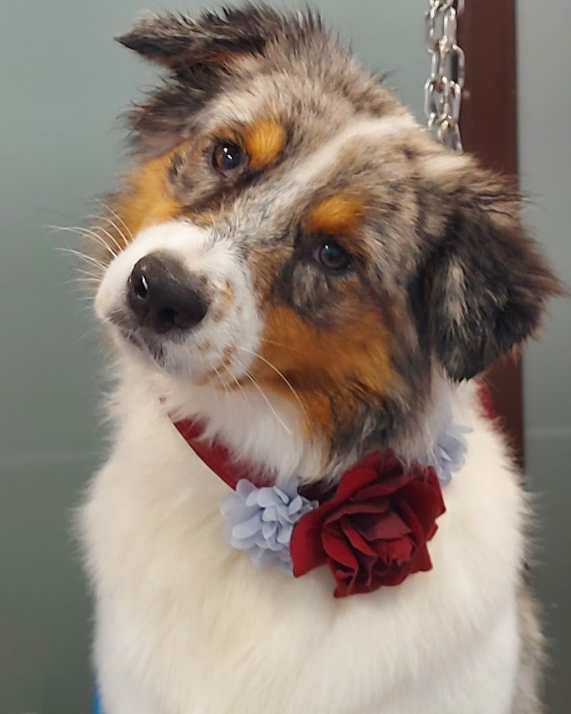 Toelettatura Coccole & Carezze di Monia - Foto 6