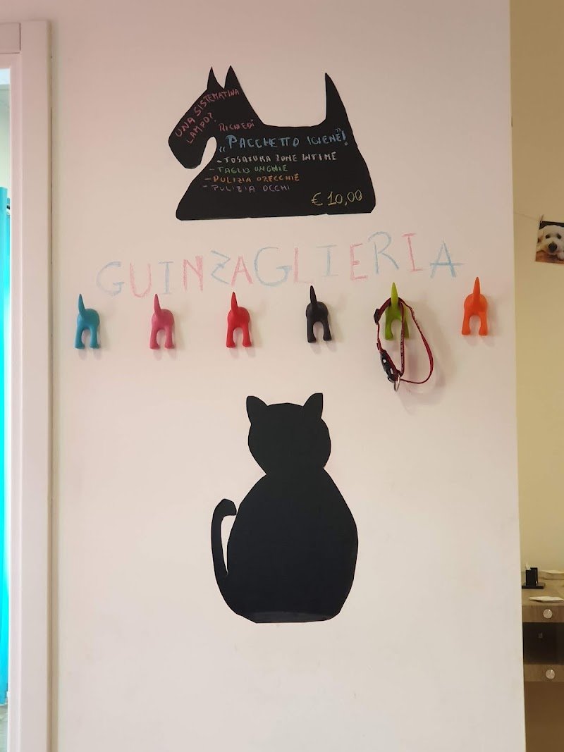 Toelettatura Coda di Moda - Foto 2