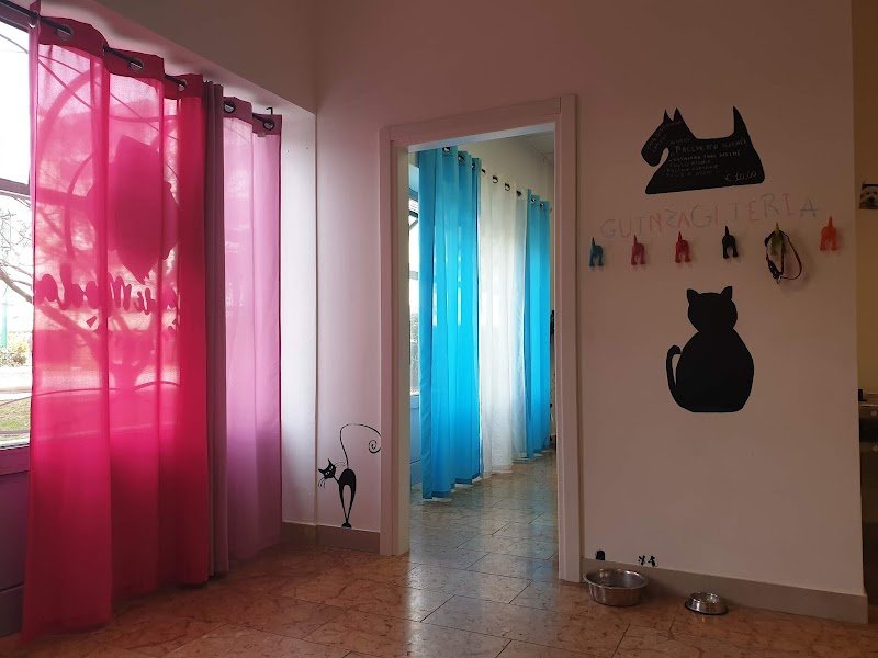 Toelettatura Coda di Moda - Foto 3