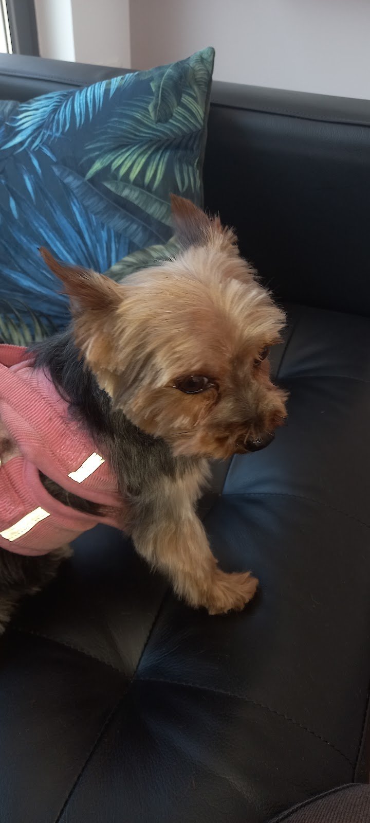 Toelettatura Coda di Moda - Foto 4