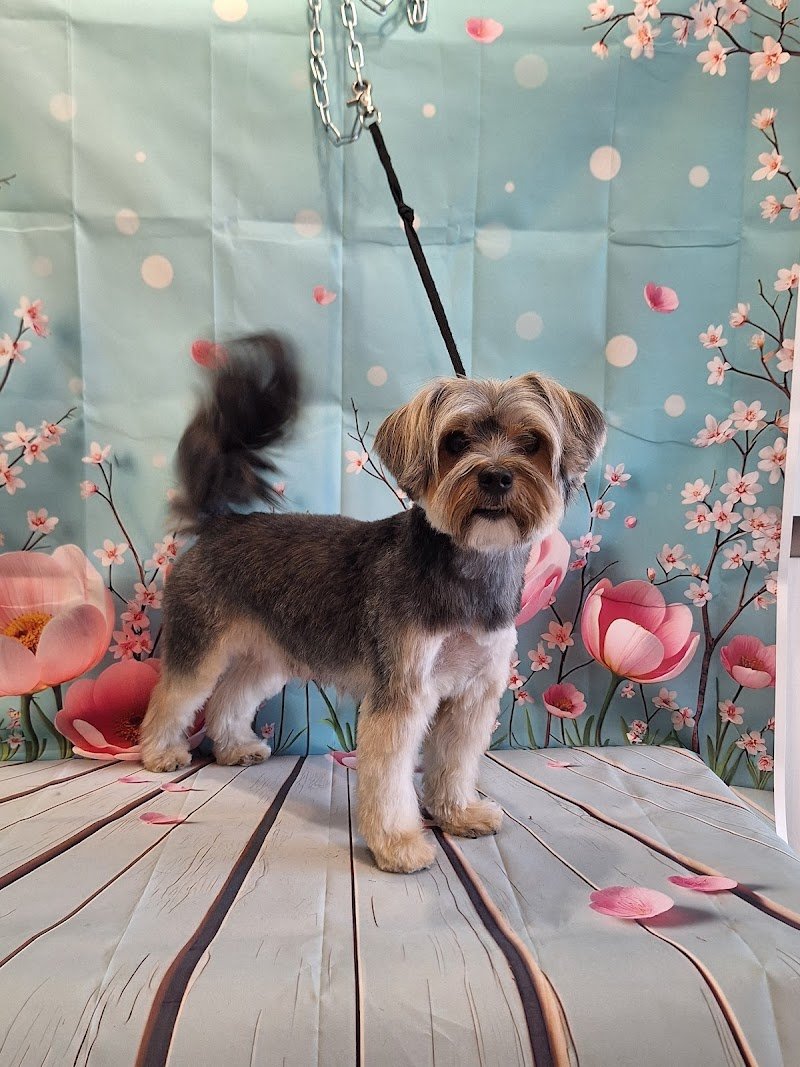 Toelettatura Code Fatate - Foto 2