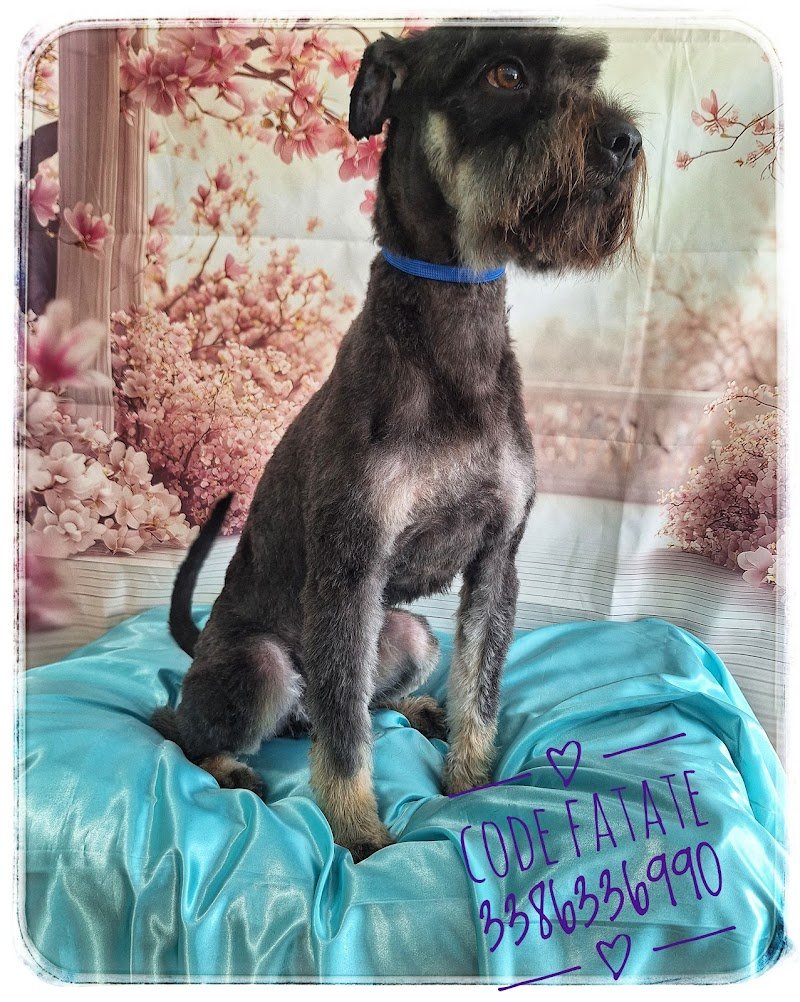 Toelettatura Code Fatate - Foto 5