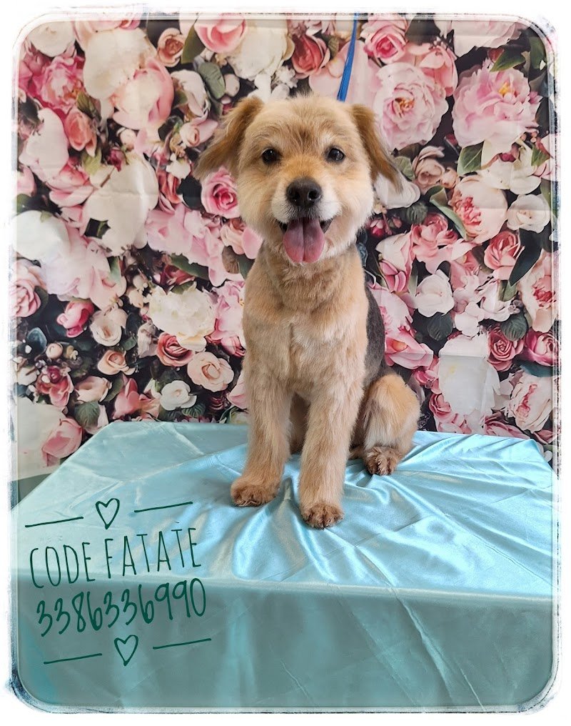 Toelettatura Code Fatate - Foto 6