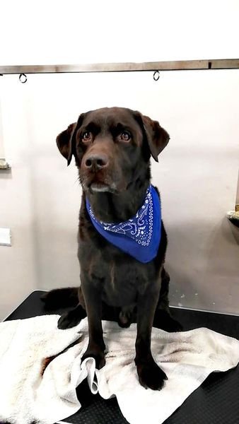 Toelettatura COLPI DI CODA - Foto 1